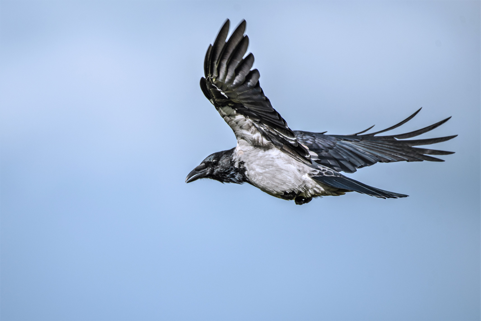 Krähe im Flug