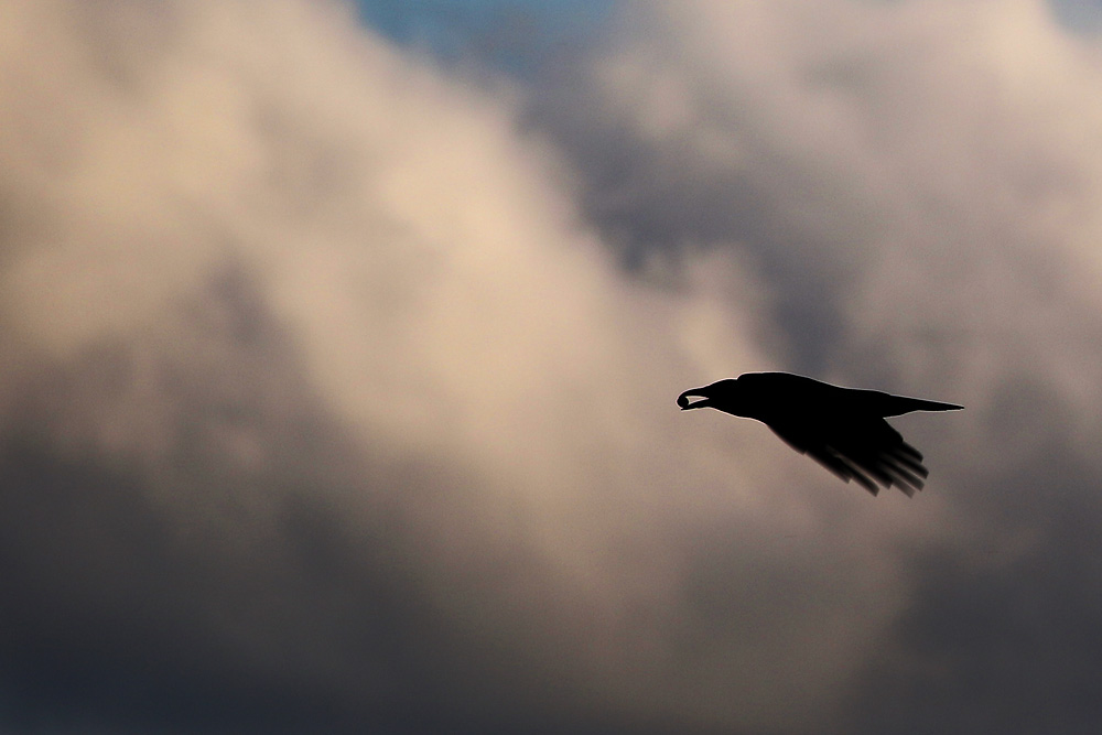 Krähe im Flug........