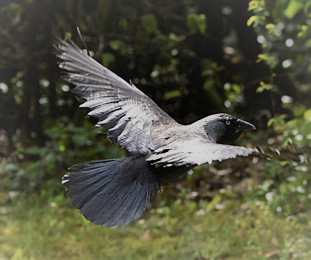 Krähe im Flug