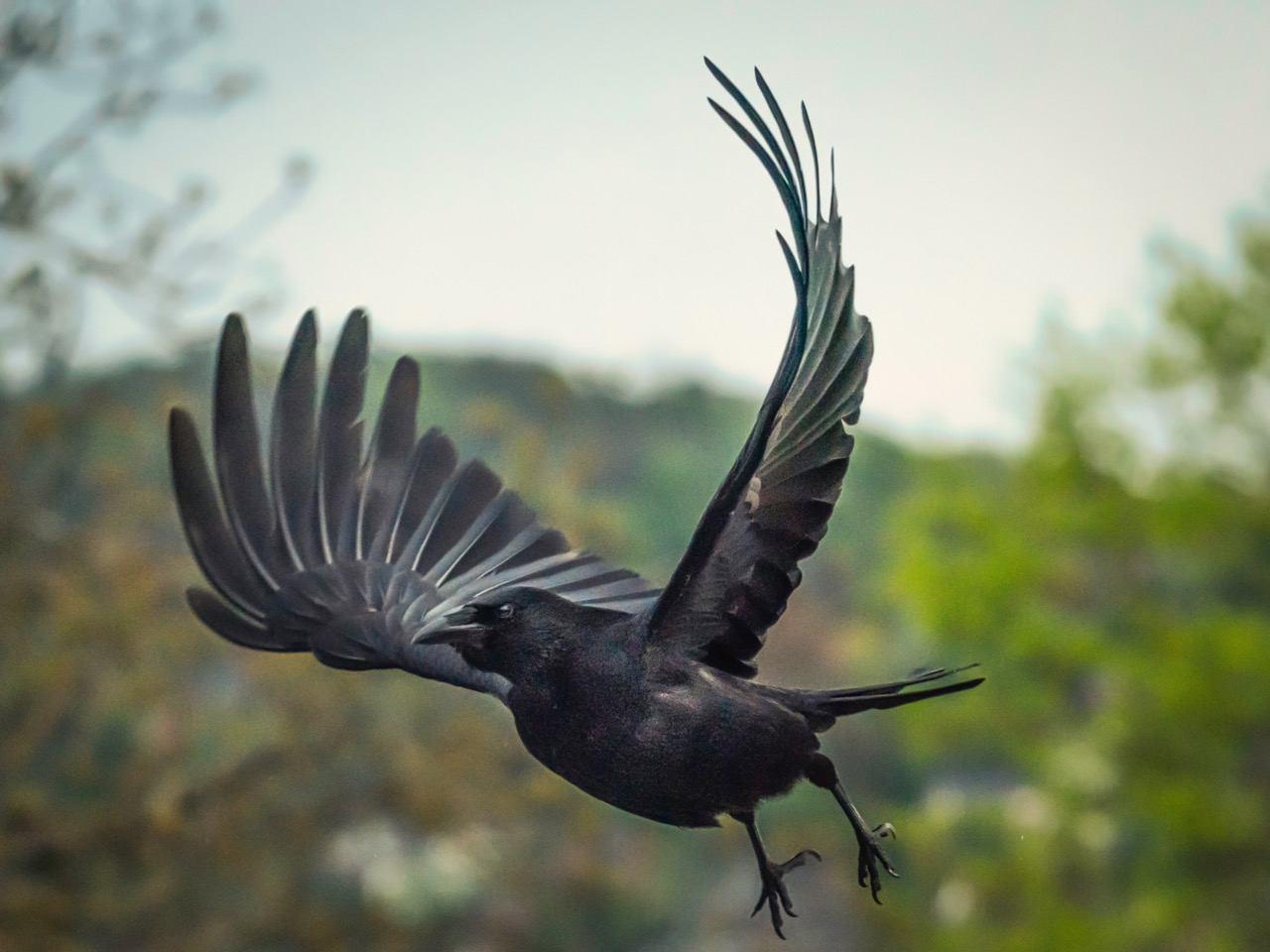 Krähe im Flug