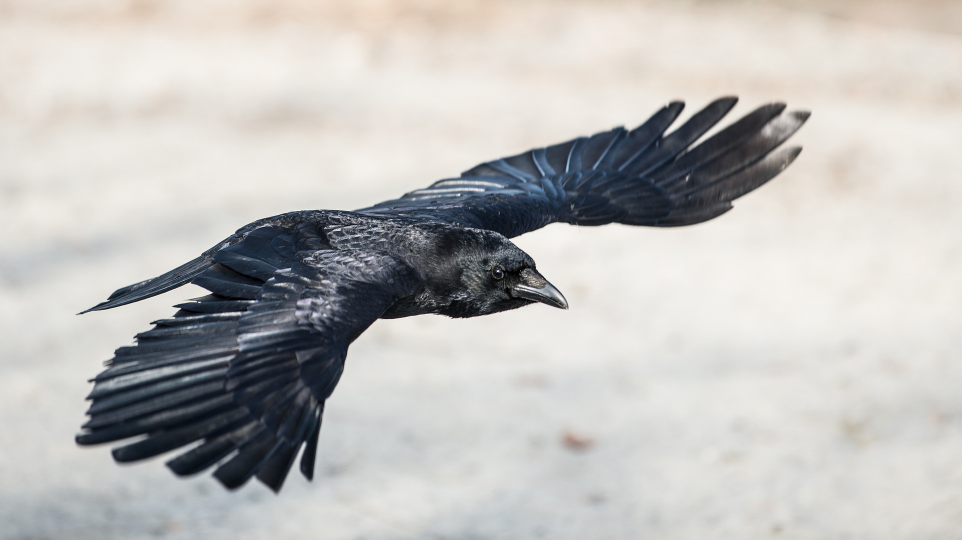 Krähe im Flug