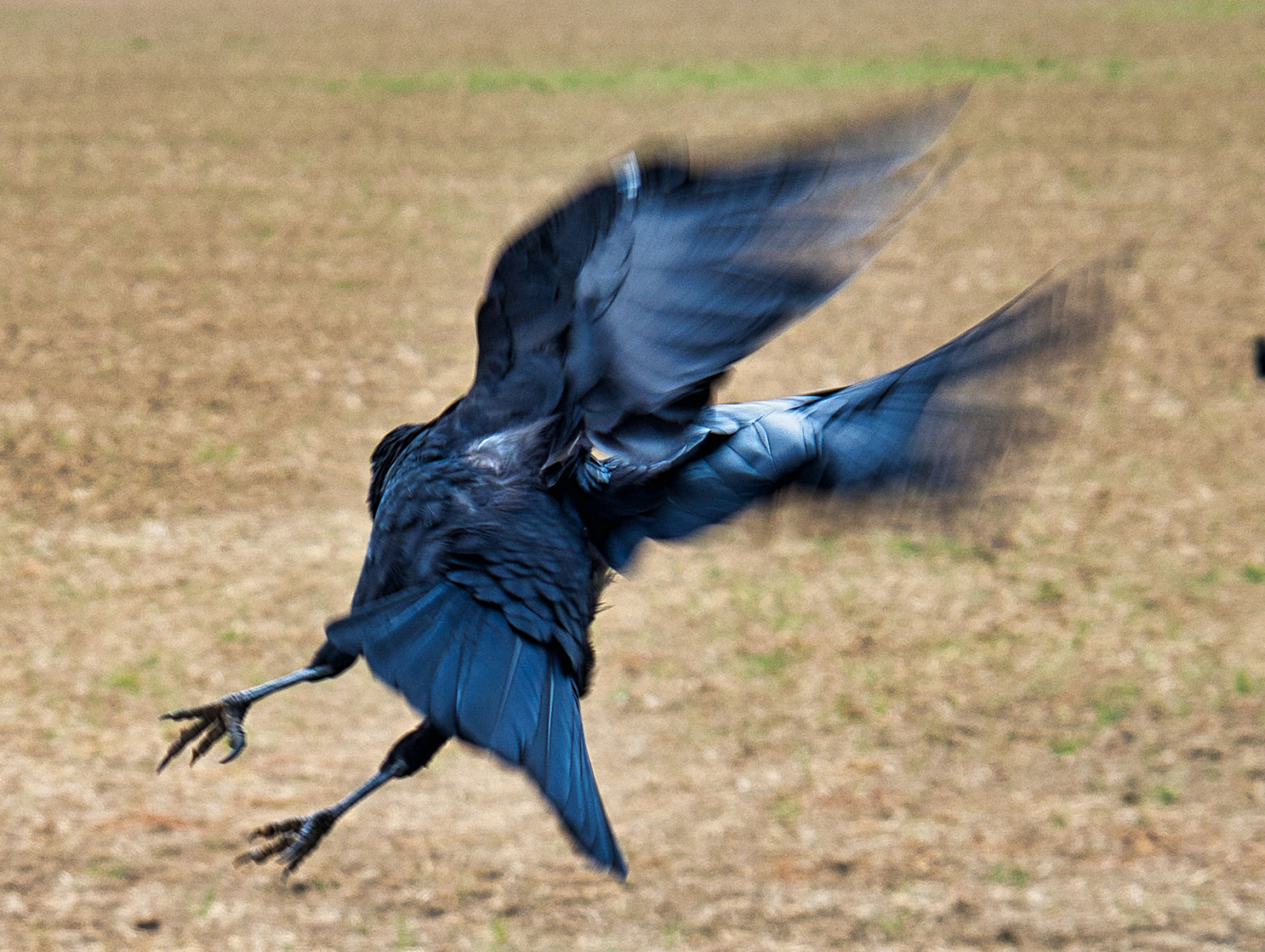 Krähe im Flug