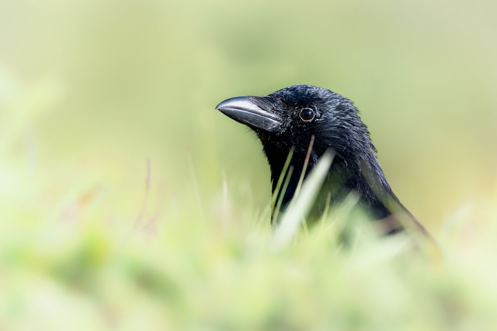 Krähe im Gras