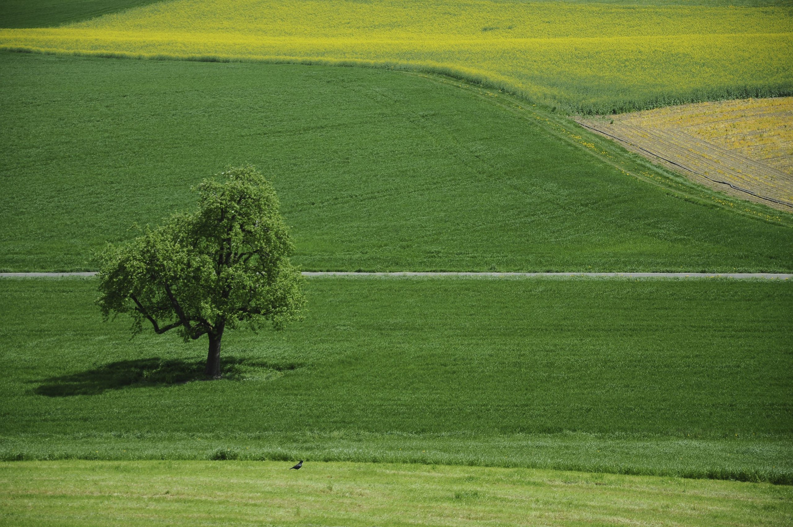 Krähe im Grün