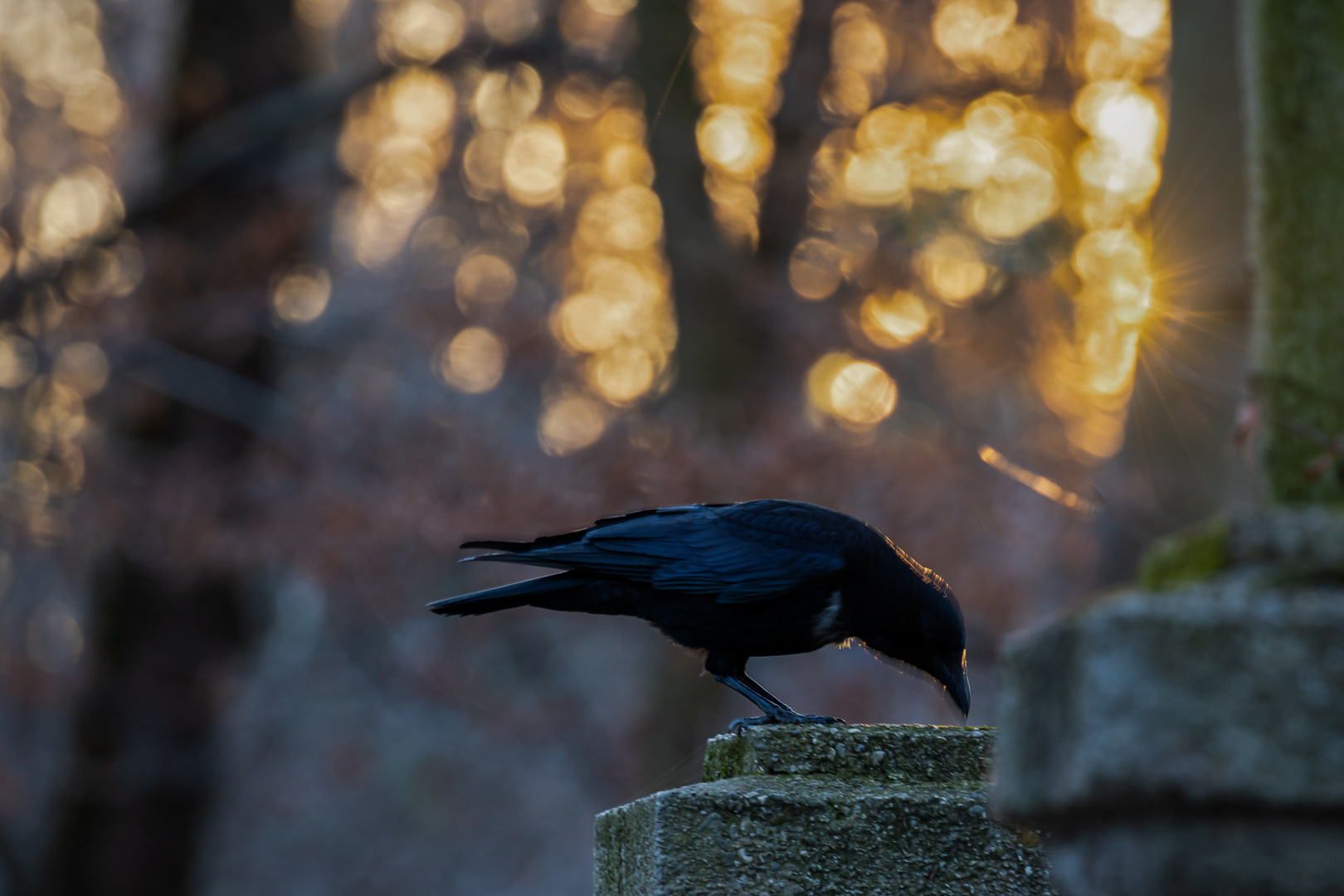 Krähe im morgendlichen Gegenlicht