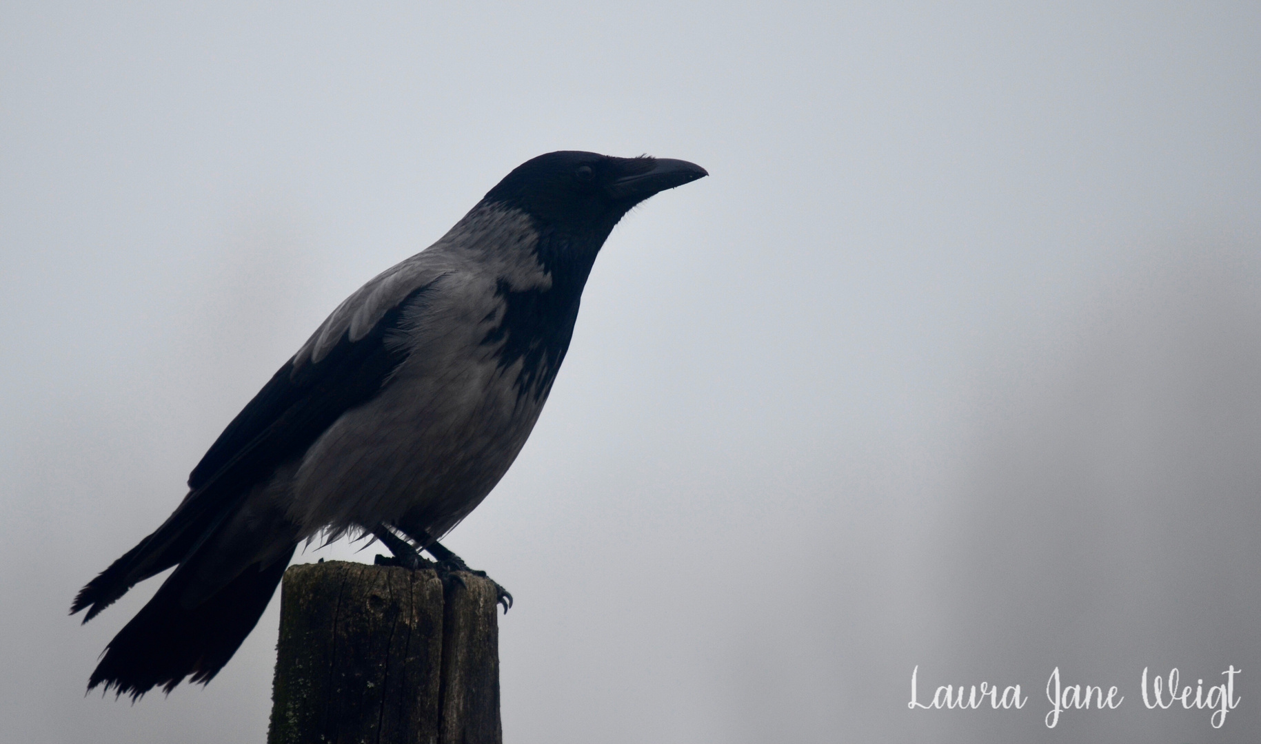 Krähe im Morgennebel