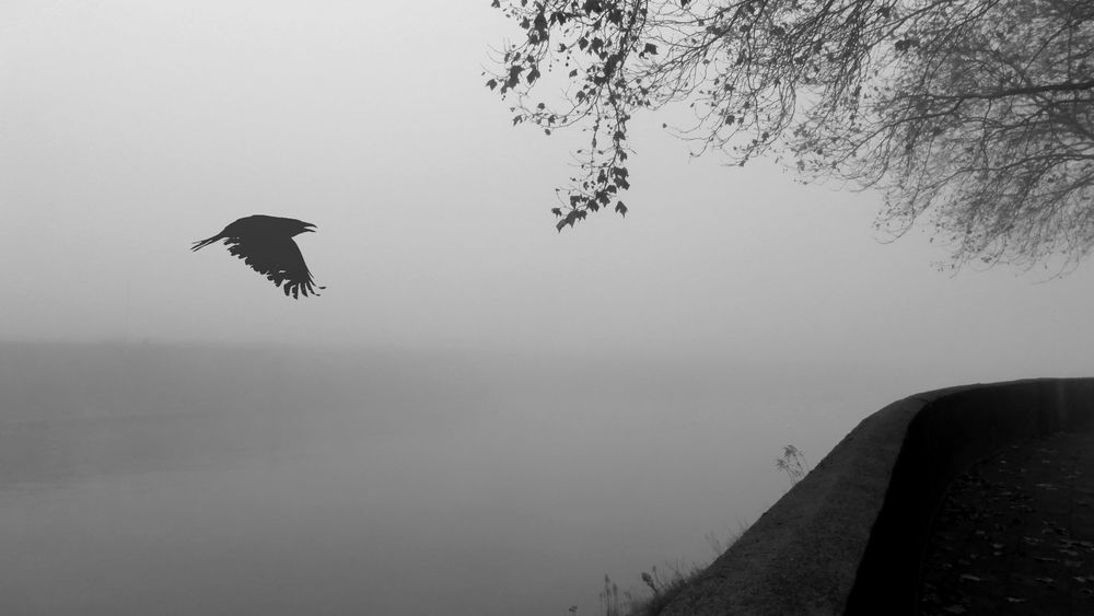 Krähe im Nebel