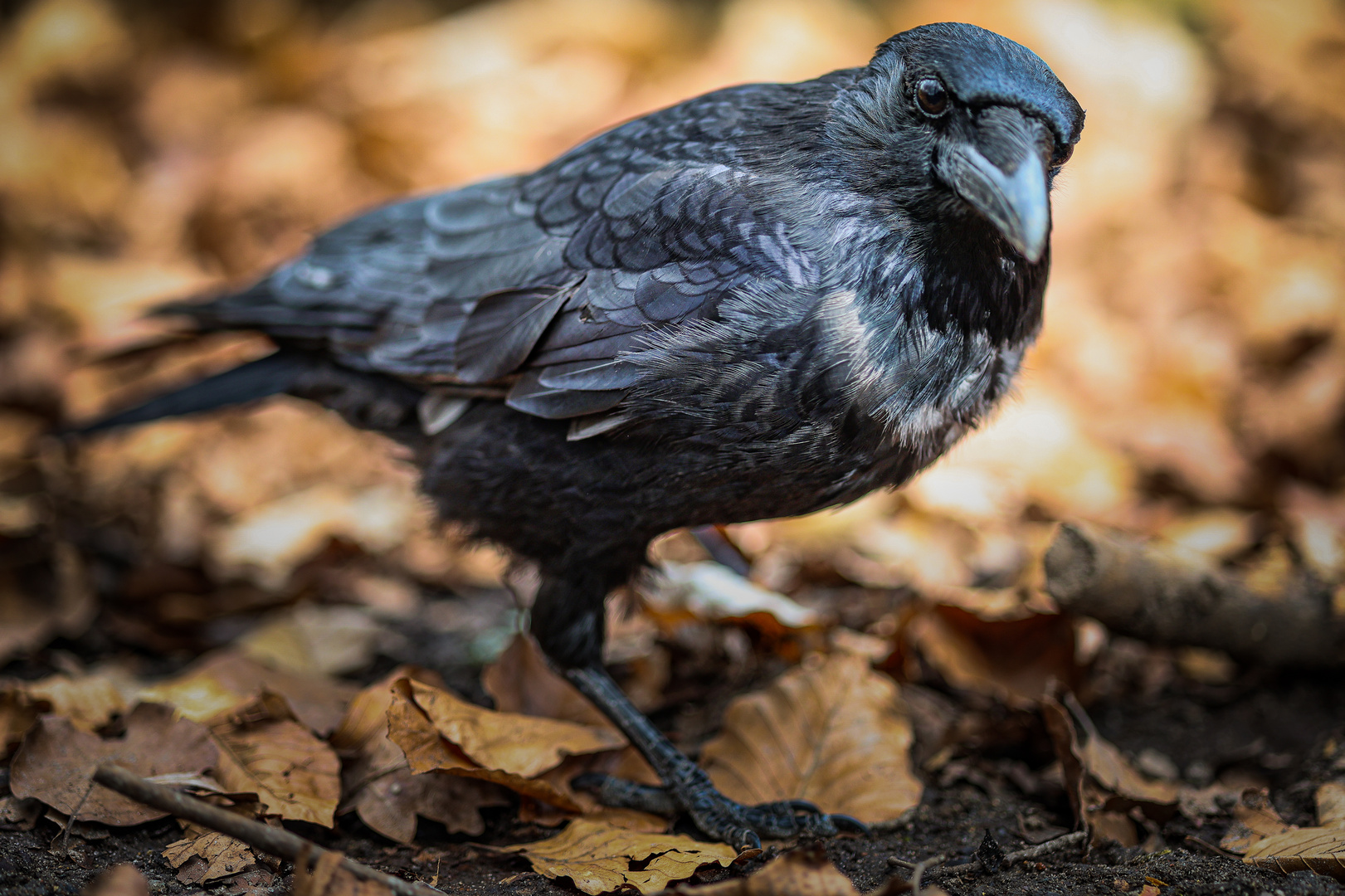 Krähe im Park