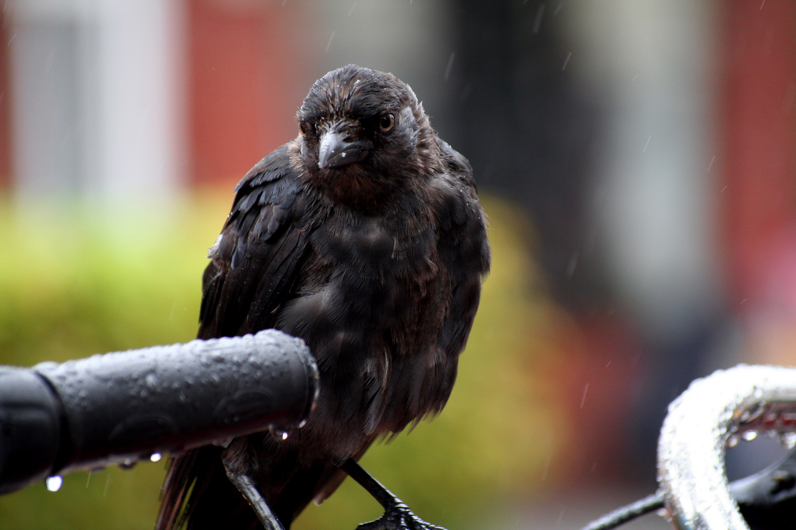 Krähe (?) im Regen