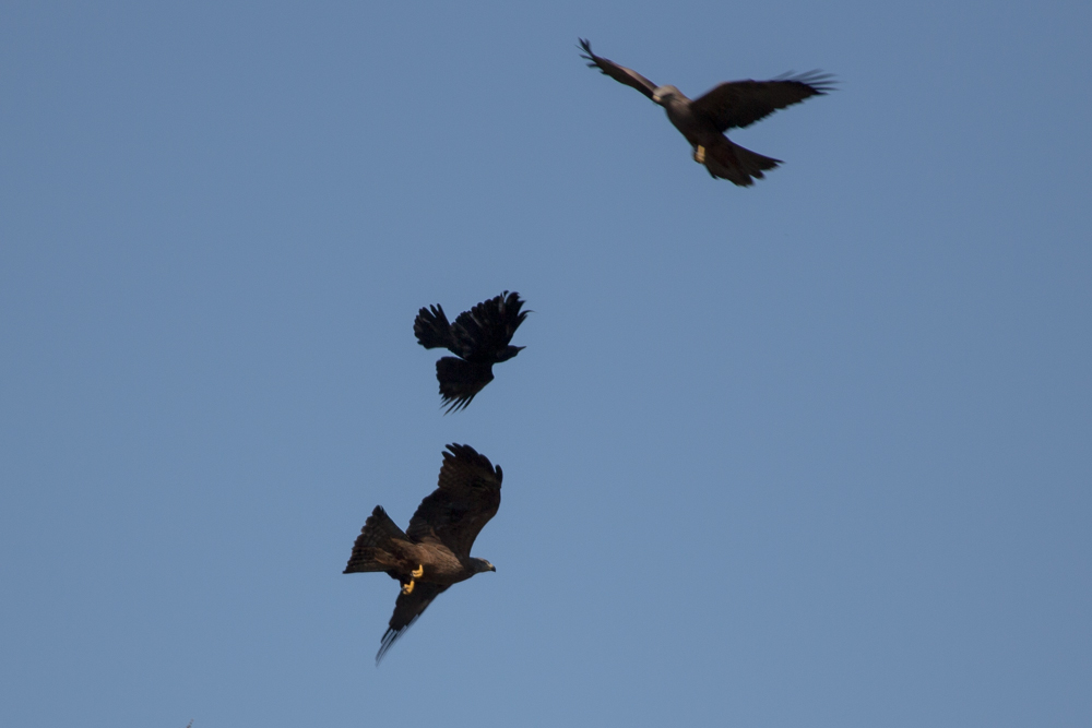 Krähe im Rückenflug