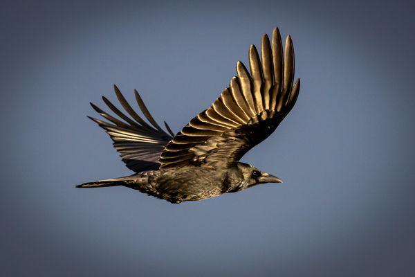 Krähe im Sonnenuntergang