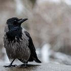 Krähe im Tiergarten Schönbrunn.