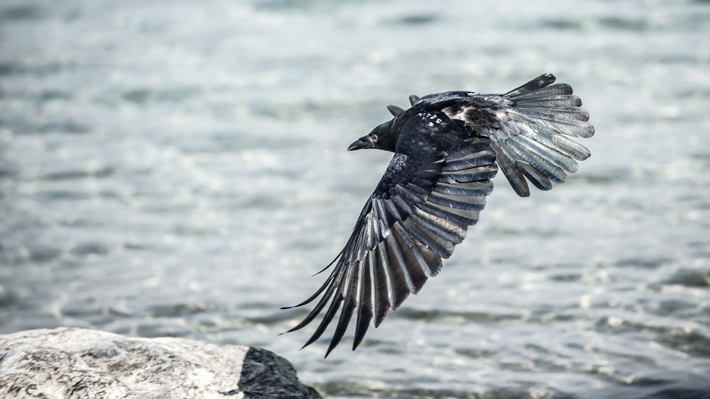 Krähe im Vorbeiflug 1