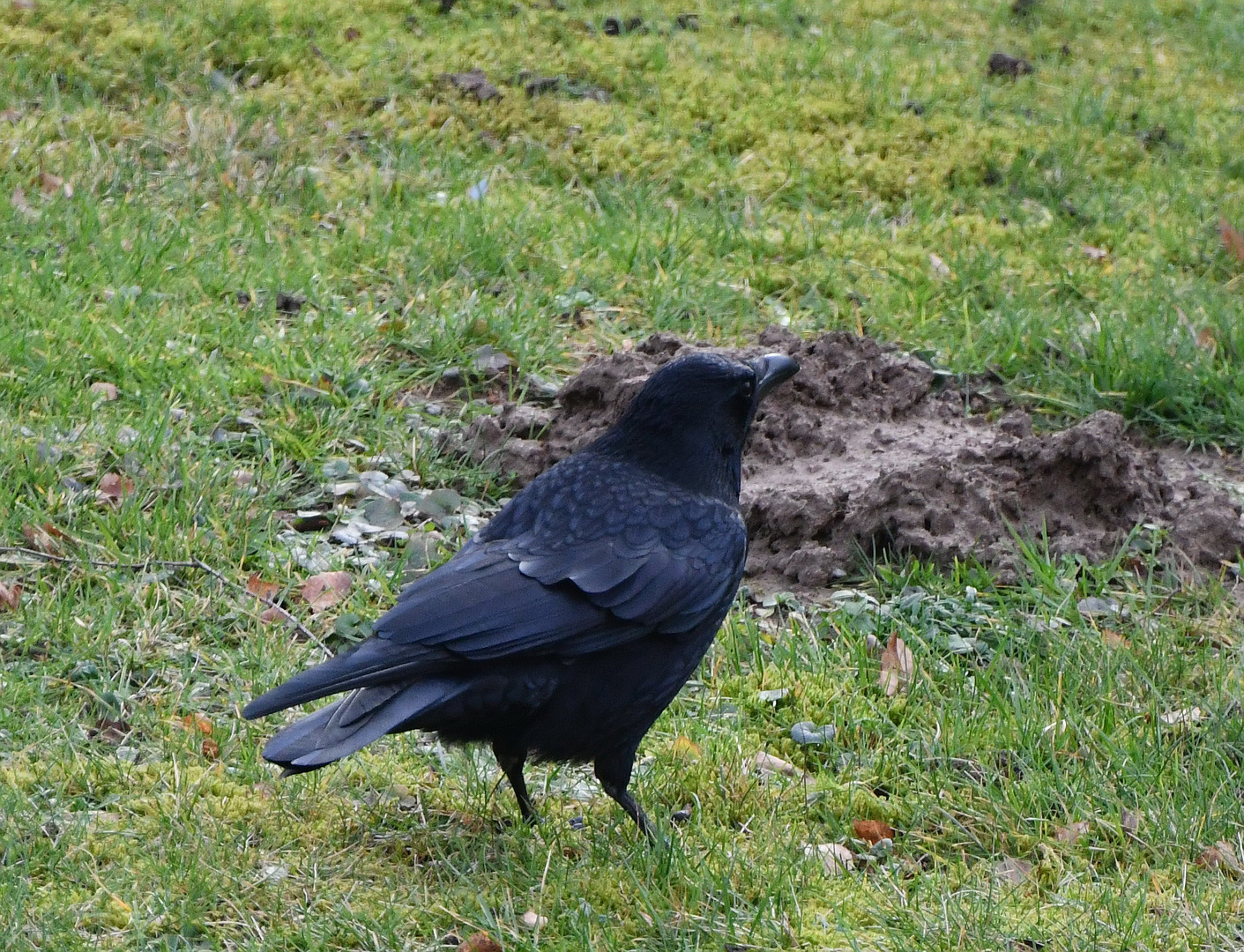 Krähe in ihrem Revier auf Maulwurfshügel Kontrolle