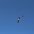 Krähe jagt Storch