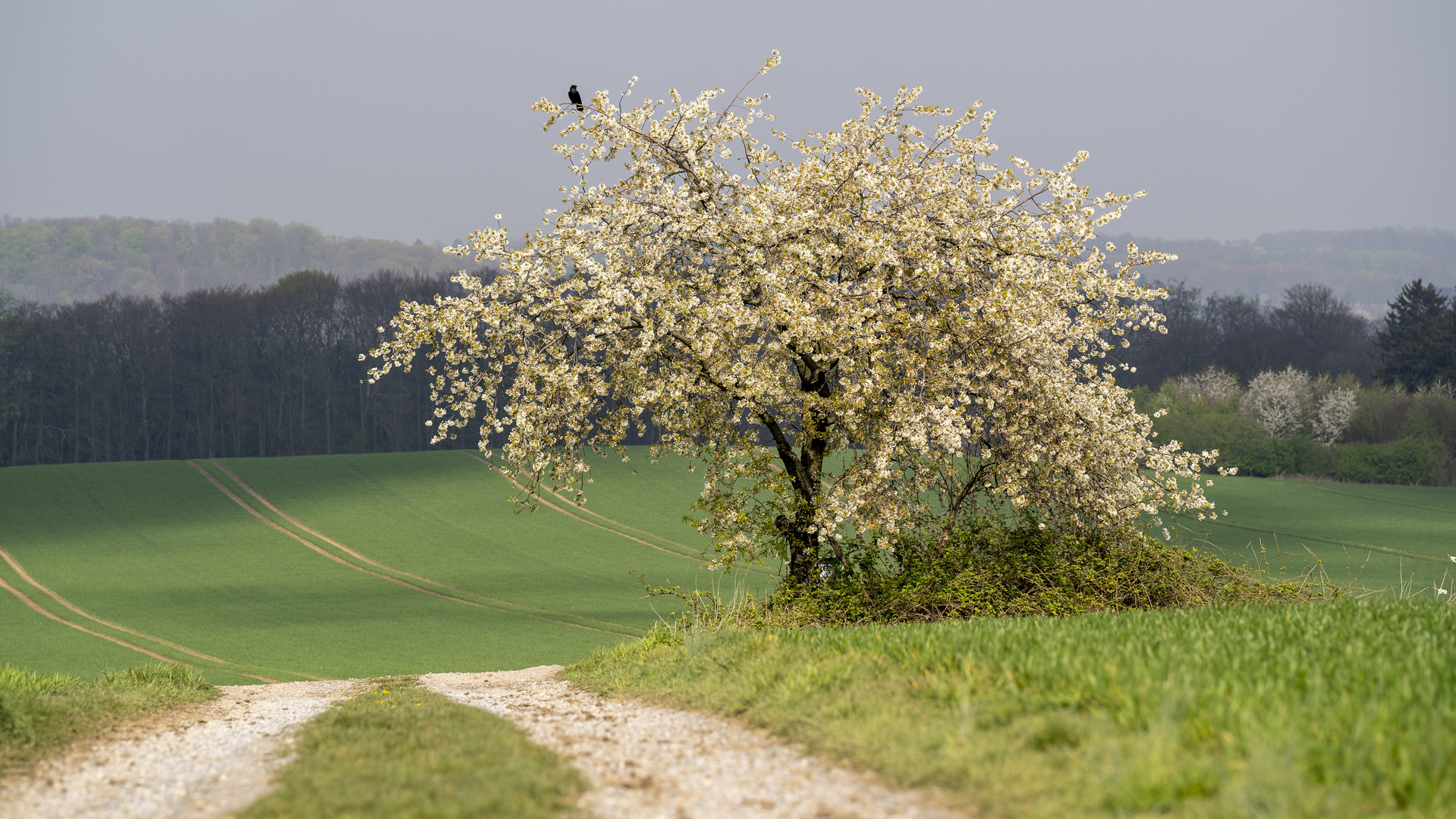 Krähe-Kirschbaum-Frühling