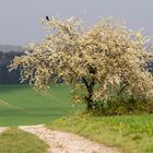 Krähe-Kirschbaum-Frühling