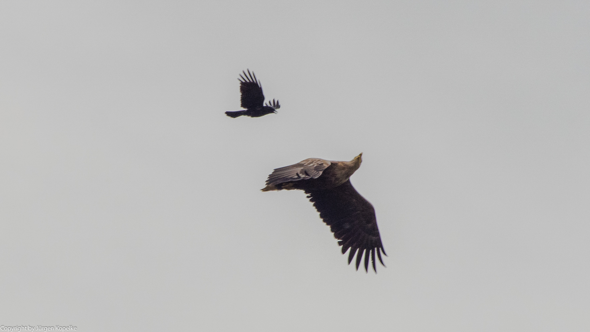 Krähe mit Seeadler