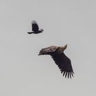 Krähe mit Seeadler