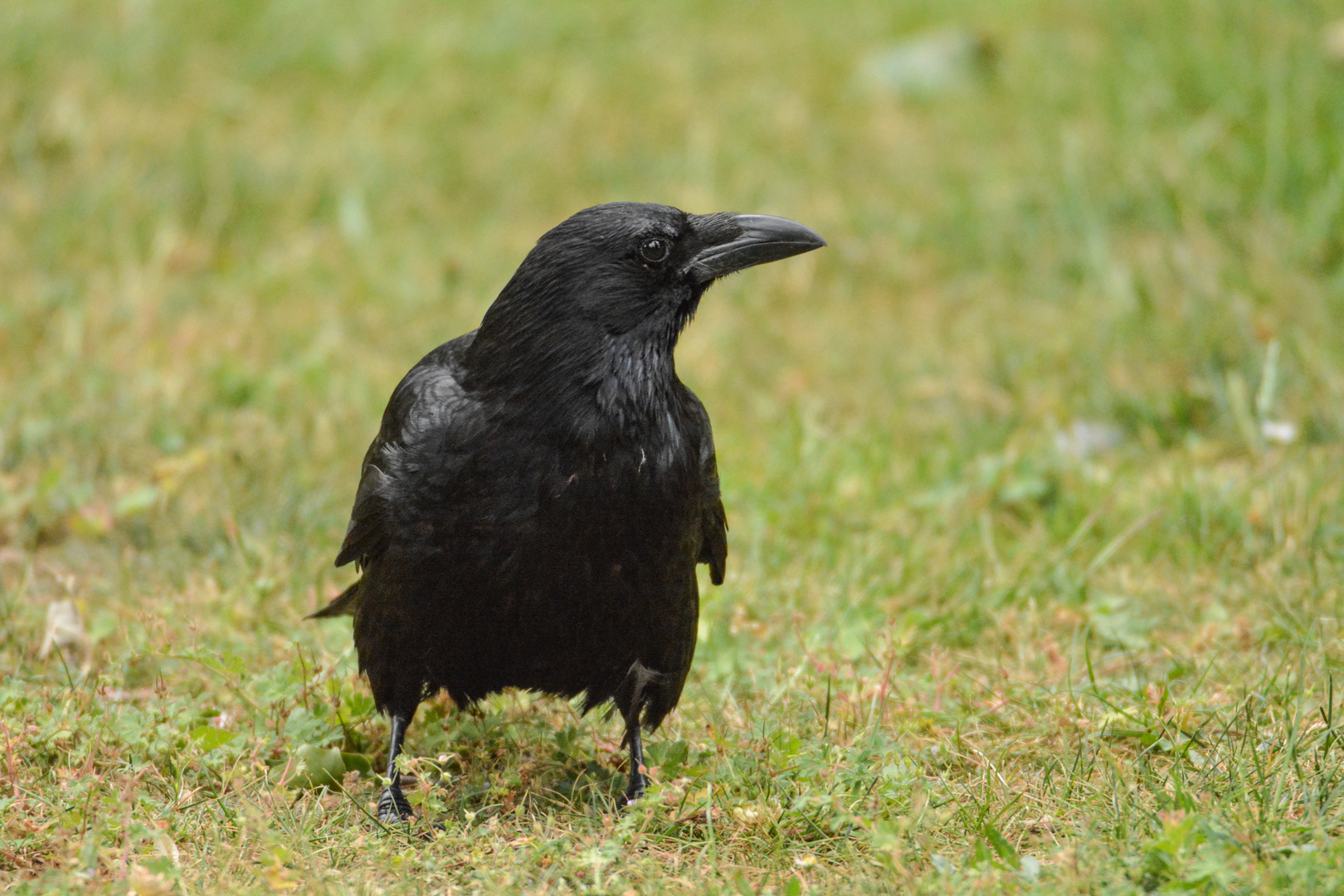 Krähe mit Tamron 150-600 mm