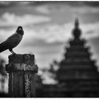 Krähe mit Tempel in Indien