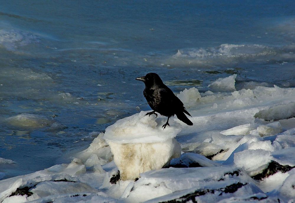 - Krähe on the Rocks -