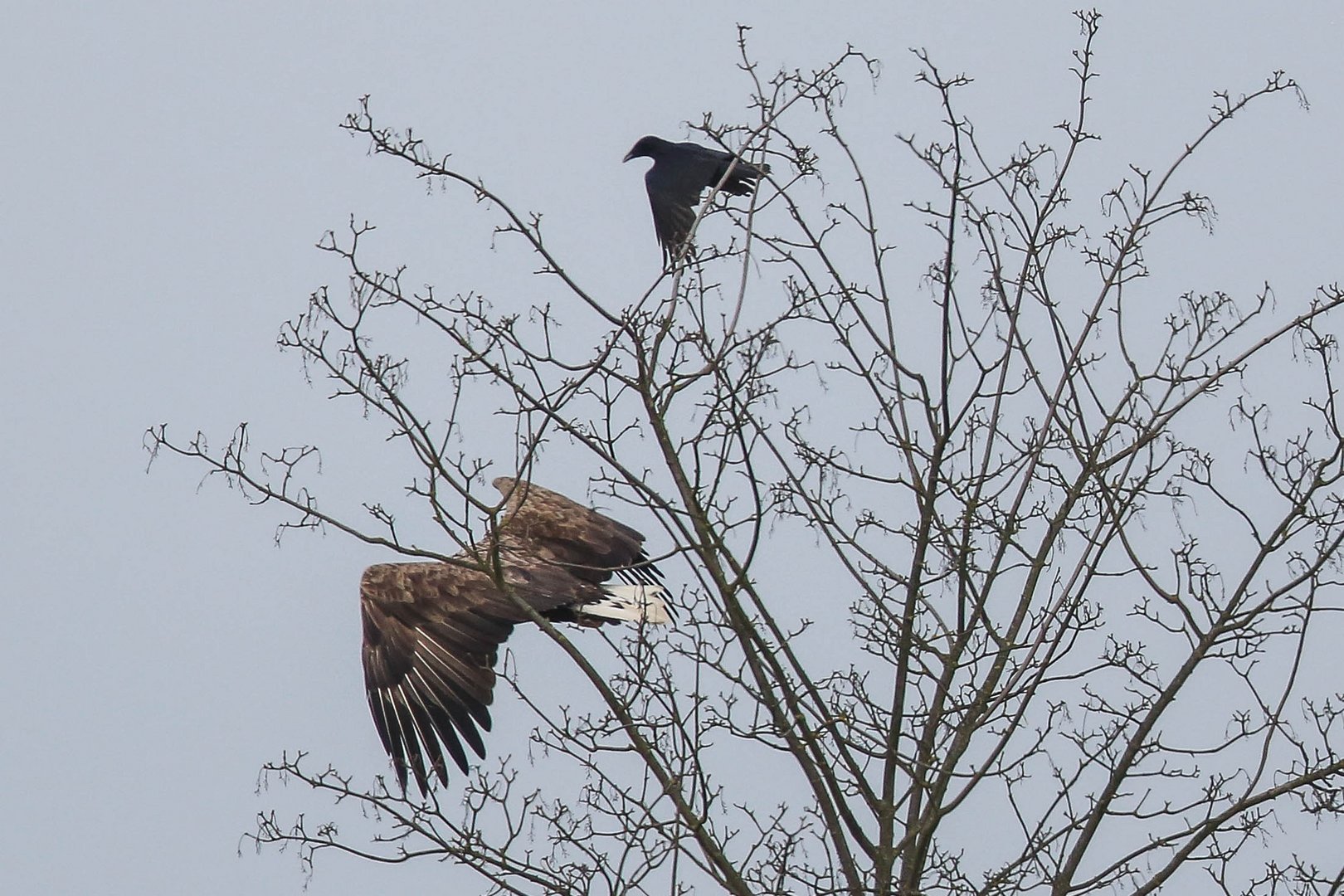 Krähe vertreibt Seeadler