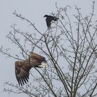 Krähe vertreibt Seeadler