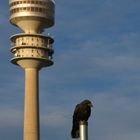 Krähe vorm Olympiaturm