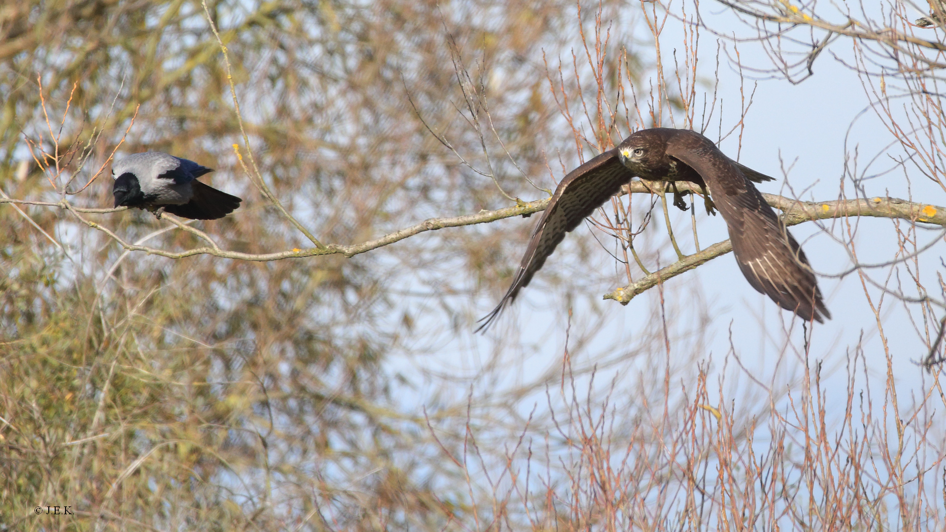 Krähe vs. Bussard