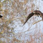 Krähe vs. Bussard