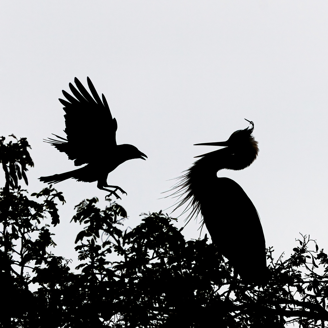 Krähe vs. Graureiher (Silhouette)