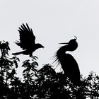 Krähe vs. Graureiher (Silhouette)