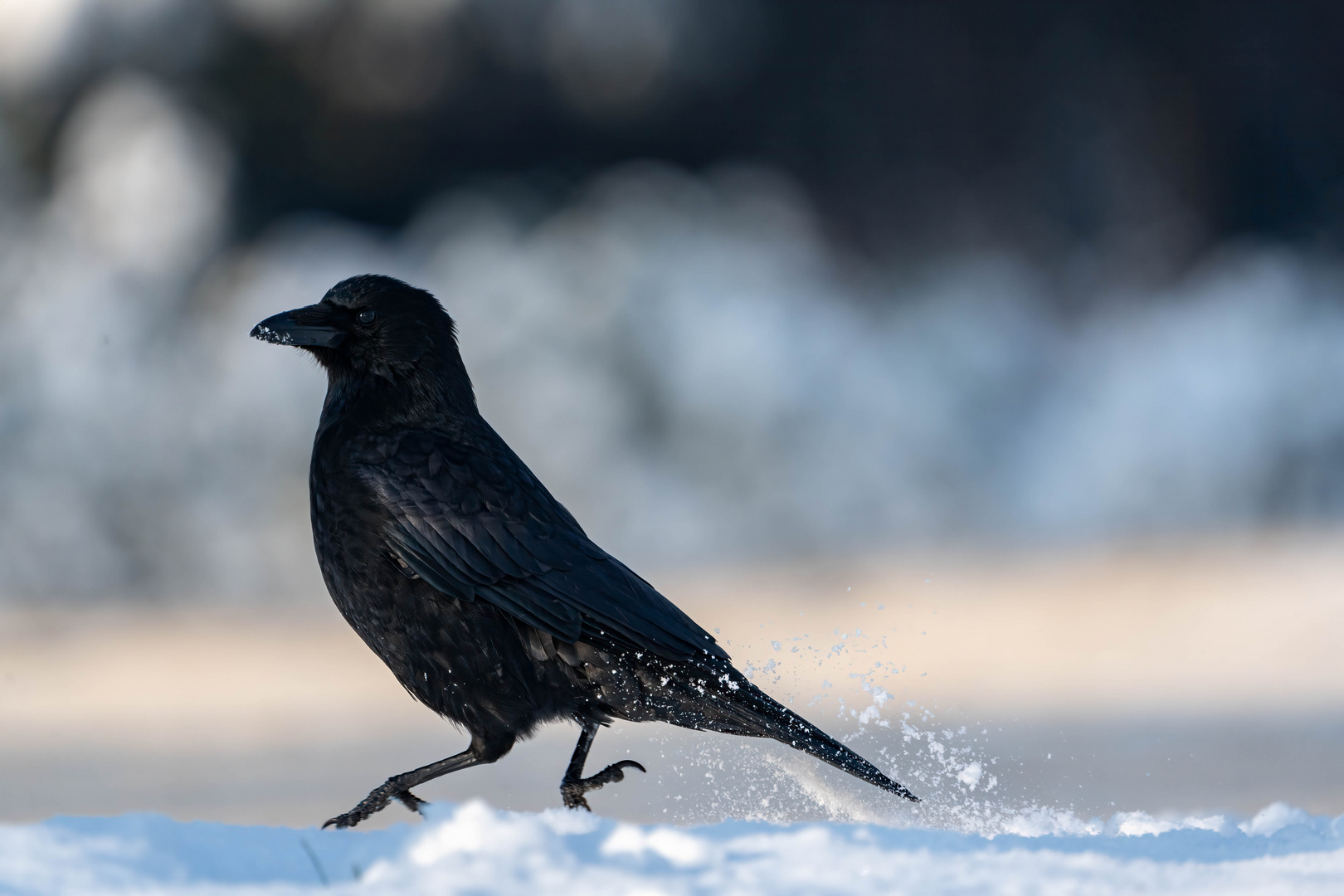 Krähe Winter (1 von 1)