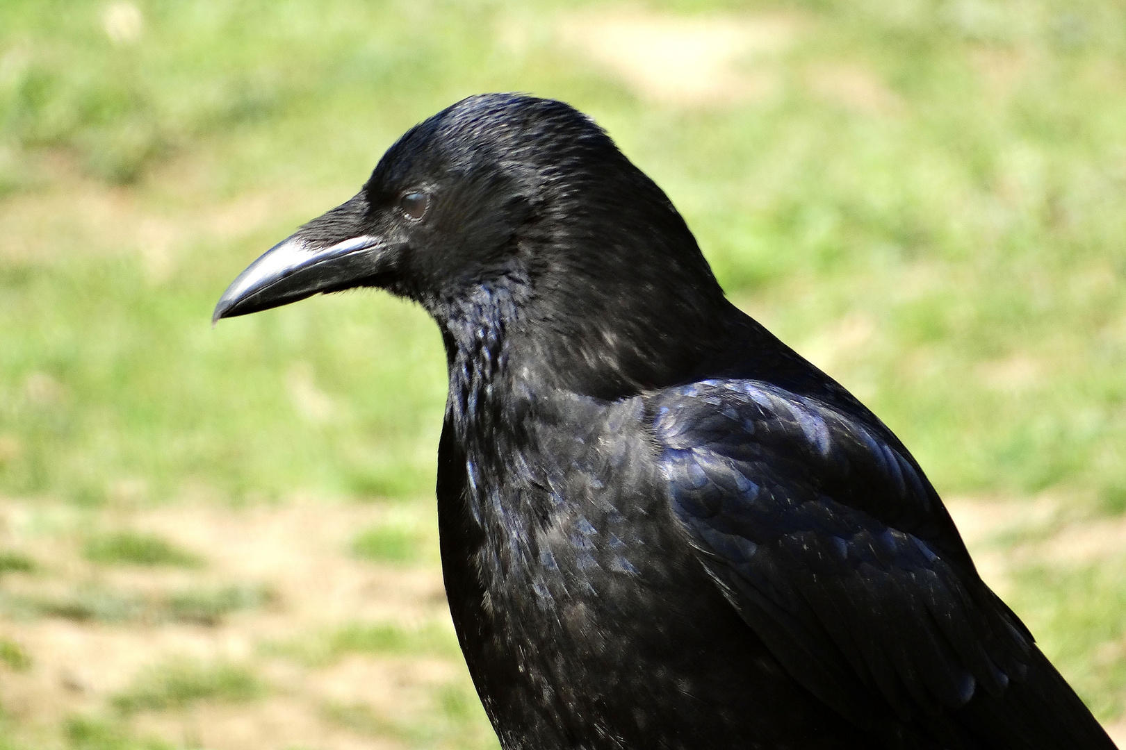 Krähe (Zoo Neuwied)