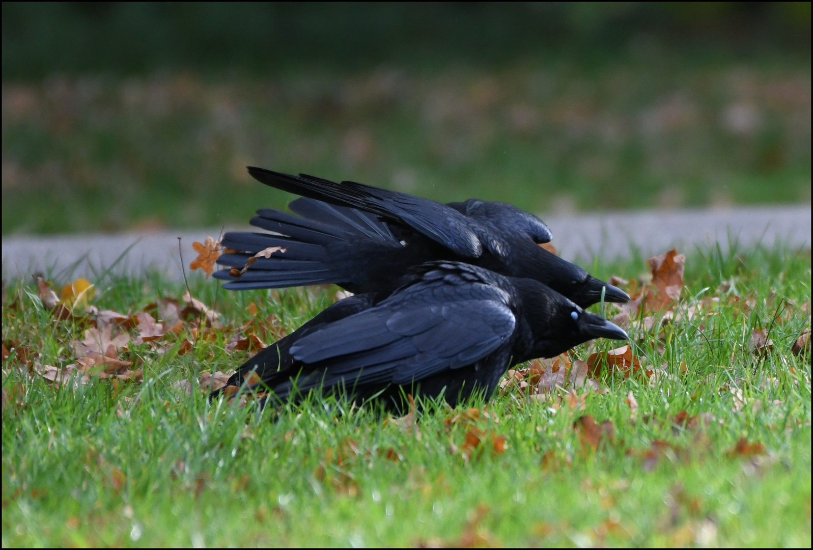 Krähen Foto & Bild tiere, wildlife, wild lebende vögel Bilder auf