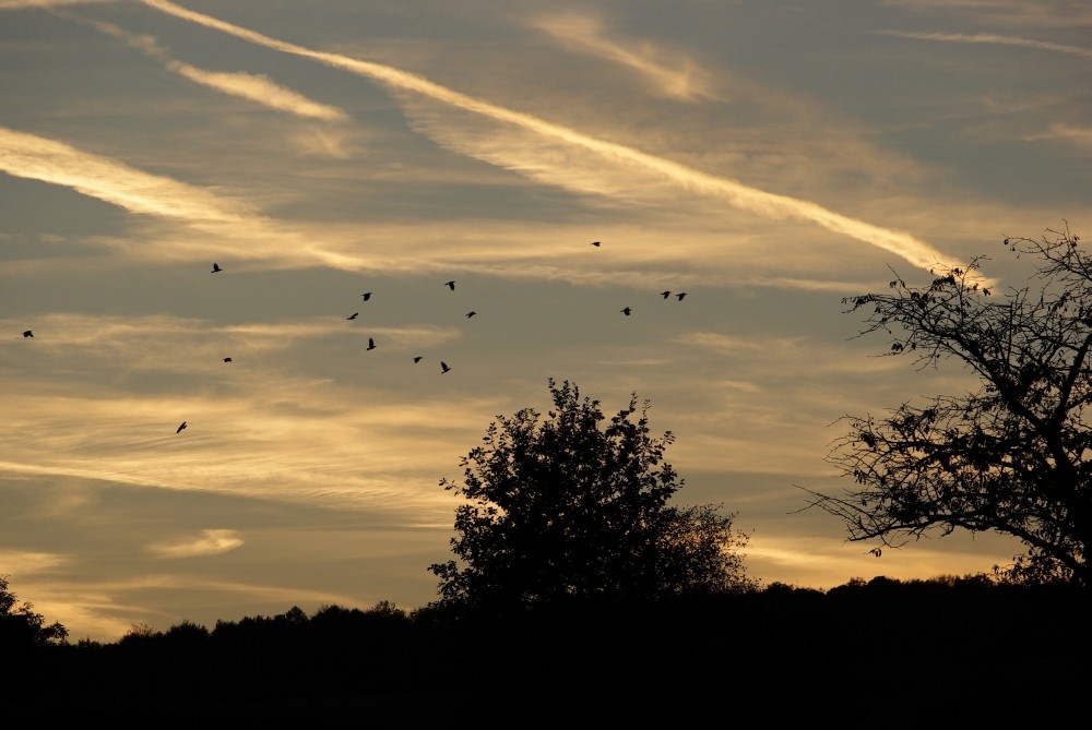 Krähen am Abend