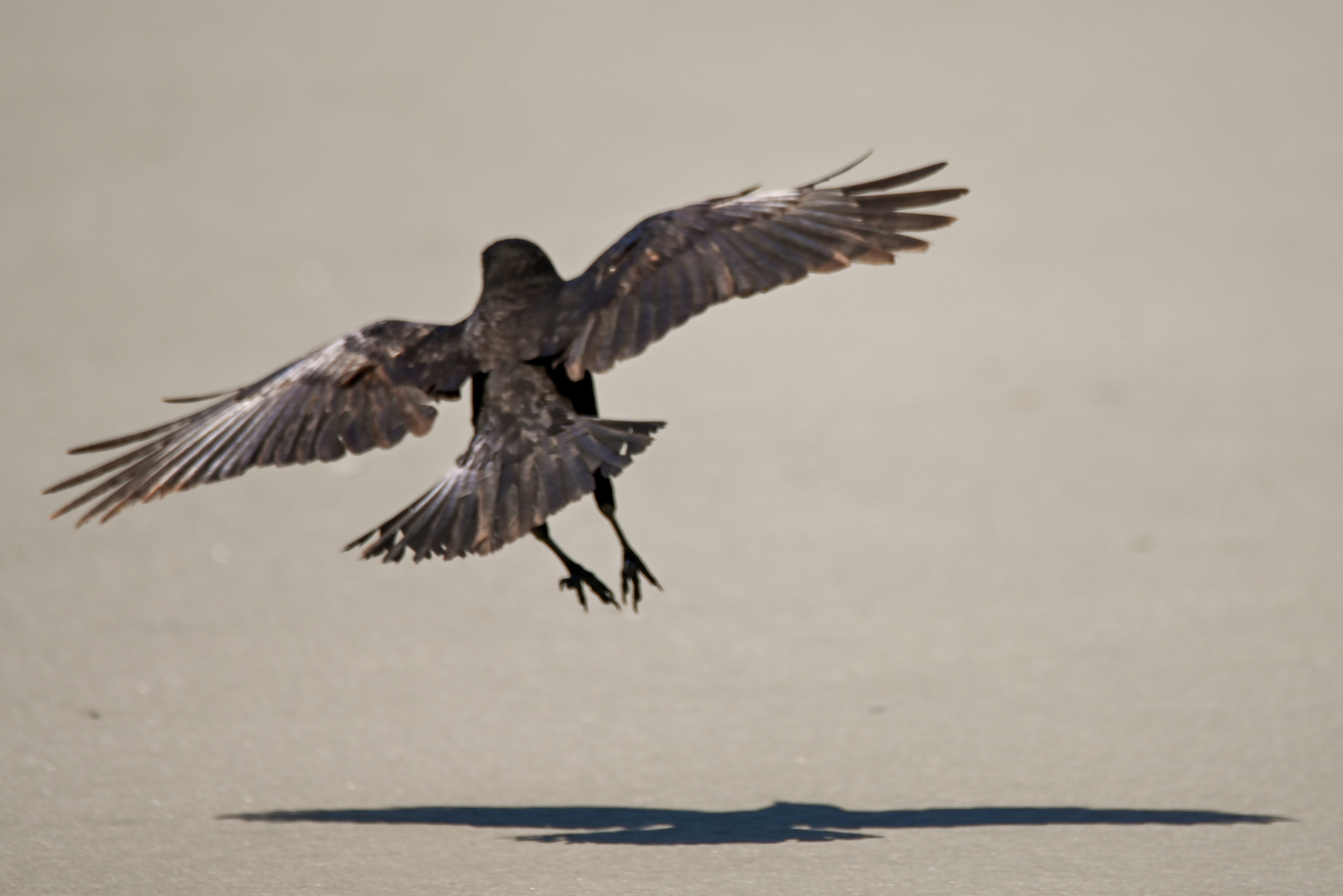 Krähen am Strand