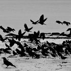 Krähen am Strand