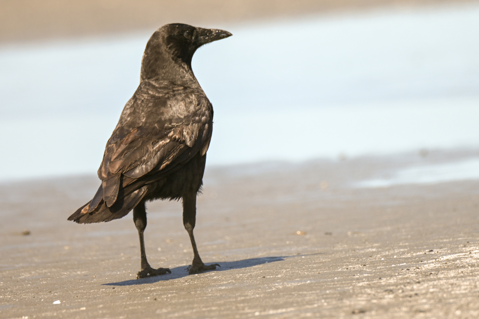 Krähen am Strand