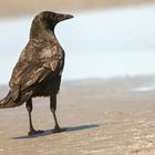 Krähen am Strand