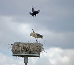 Krähen attackieren Weißstörche -10-