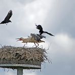 Krähen attackieren Weißstörche -3-