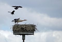 Krähen attackieren Weißstörche -5-