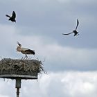 Krähen attackieren Weißstörche -6-