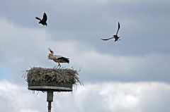 Krähen attackieren Weißstörche -6-