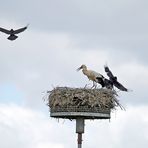 Krähen attackieren Weißstörche -8-