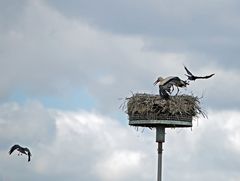 Krähen attackieren Weißstörche -9-