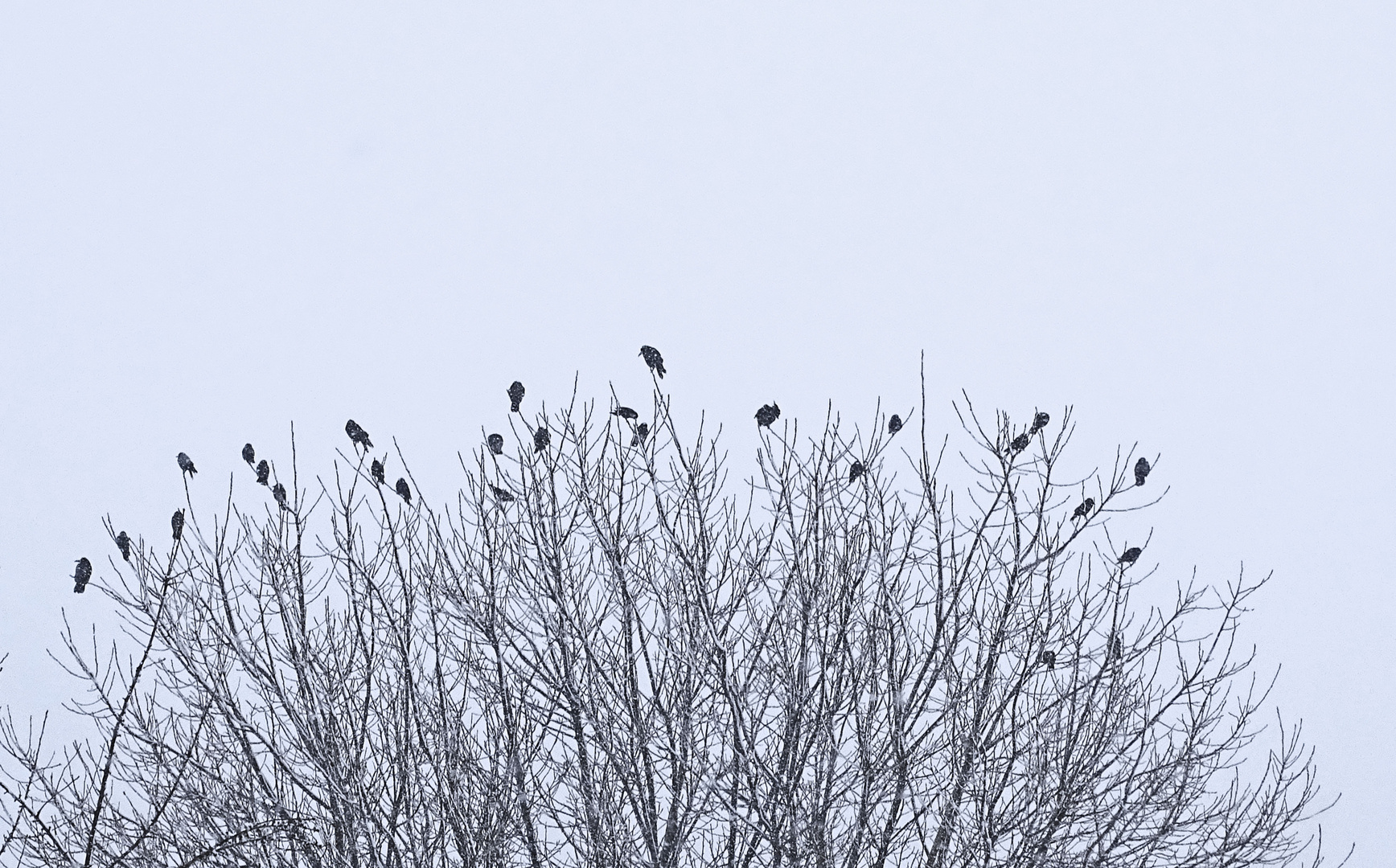 Krähen auf dem Baum