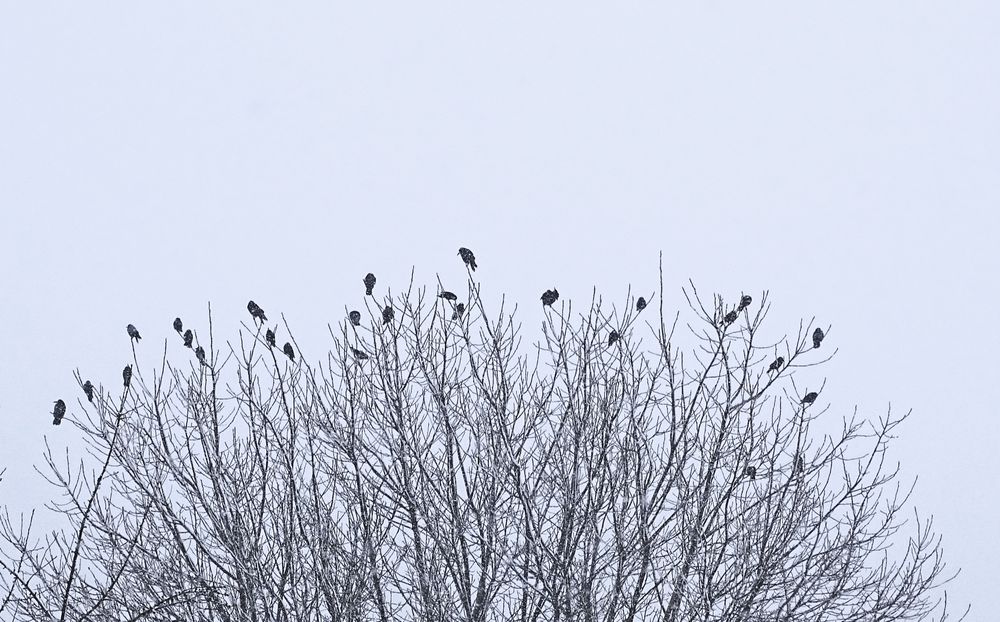 Krähen auf dem Baum